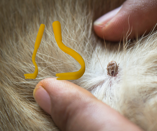 Tick Remover Twister Foxwood Equestrian - Showing Tack and Saddlery