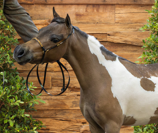 J Hook Rhinestone Noseband -Red And Gold Petite Equine
