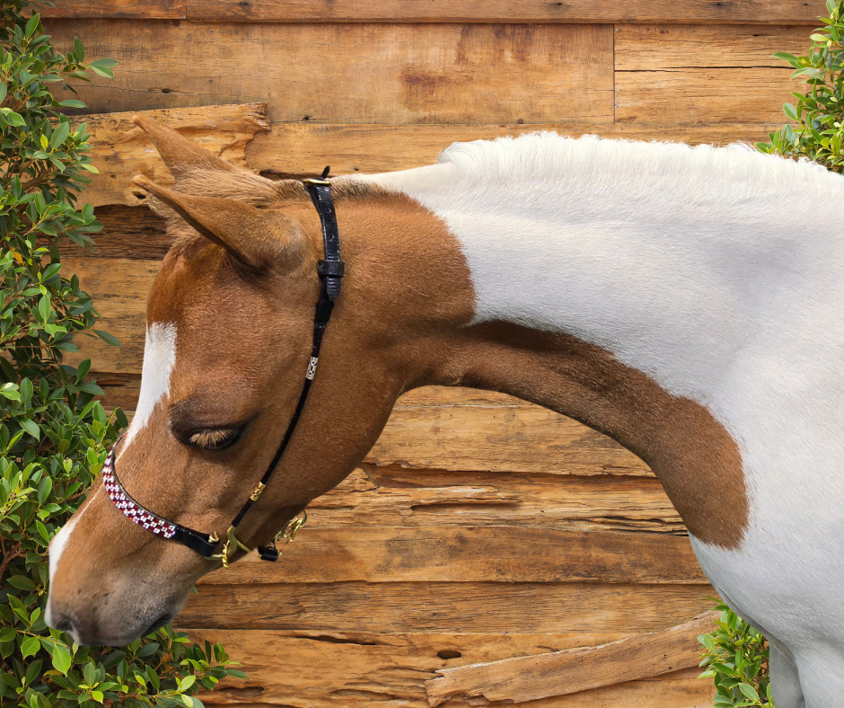 J Hook Checkerboard Noseband -Red Petite Equine