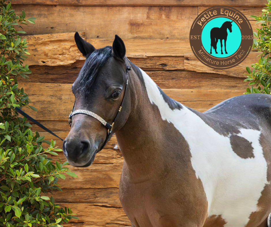 J Hook Checkerboard Noseband -Champagne Petite Equine