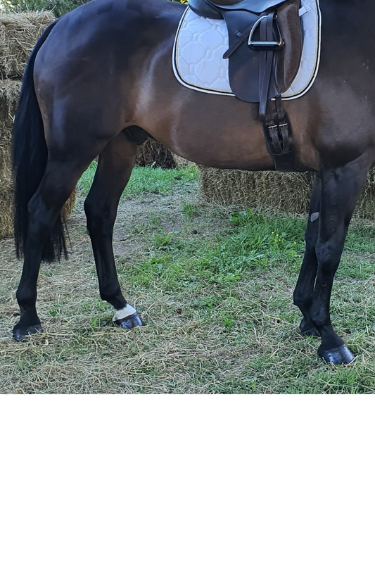 Lets Talk Showing Legs - Foxwood Equestrian