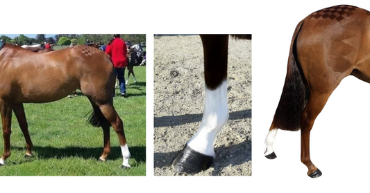 Lets Talk Showing White Socks and Blazes - Foxwood Equestrian