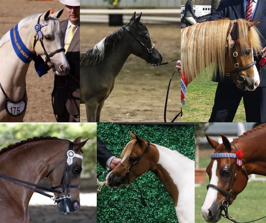 Lets Talk Showing Makeup - Foxwood Equestrian