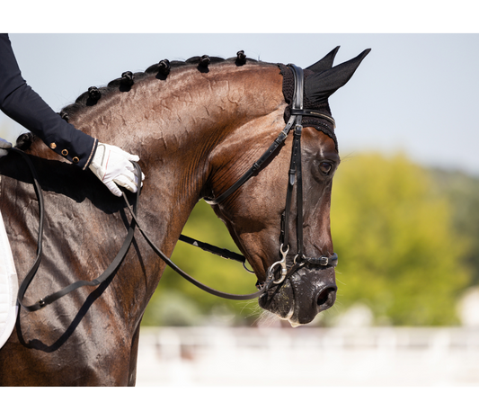 Lets Talk Showing Gloves - Foxwood Equestrian