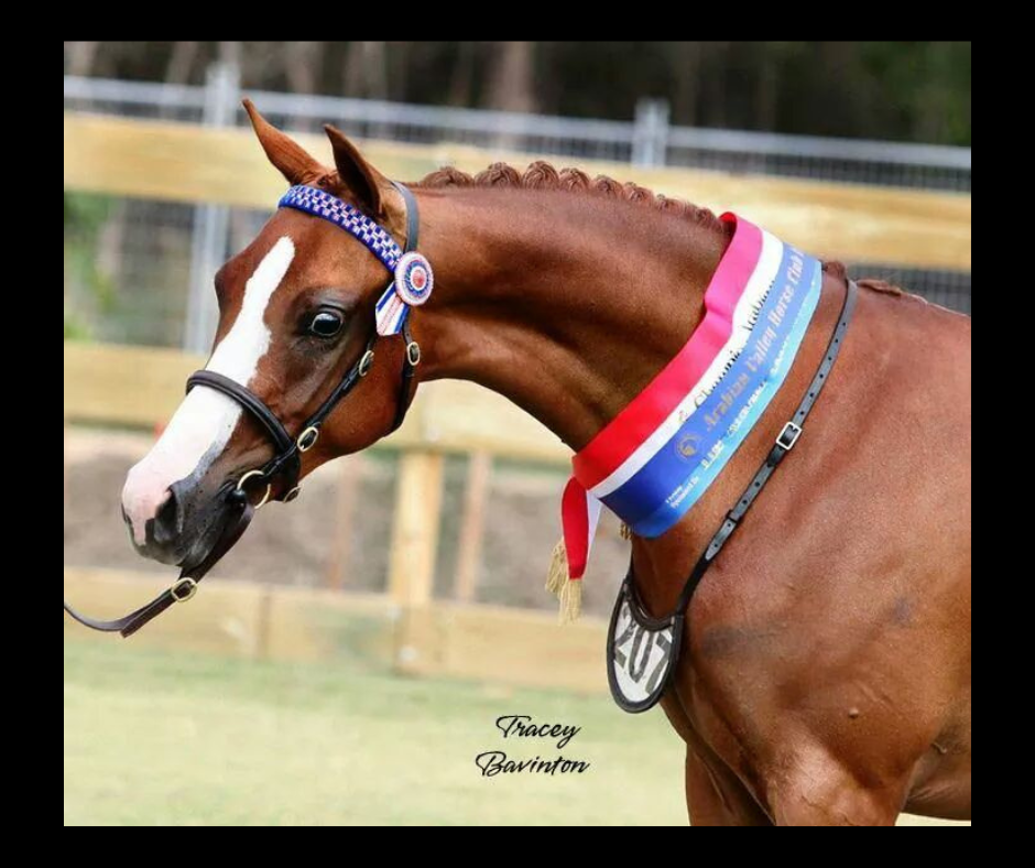 Number-Holder-fit Foxwood Equestrian - Saddlery and Feed Store