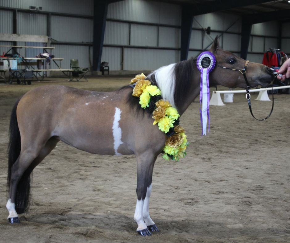 J Hook Rhinestone Noseband -Red And Gold Petite Equine
