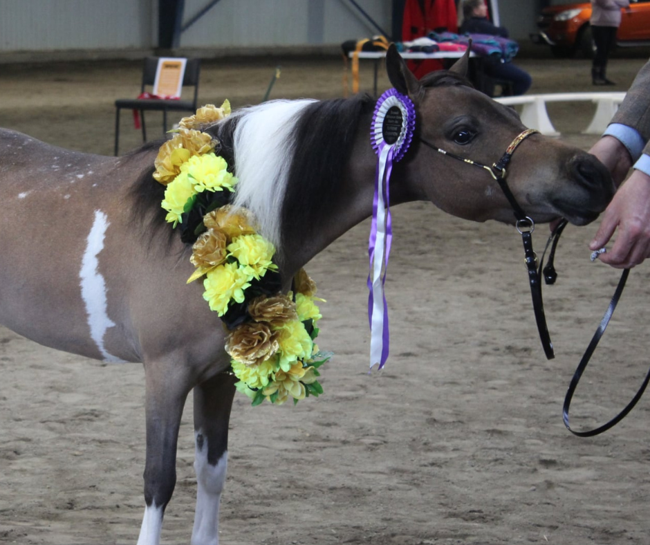 J Hook Rhinestone Noseband -Red And Gold Petite Equine